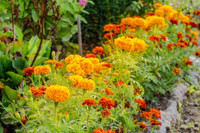 French Marigold, African Marigold, Aztec Marigold, American Marigold, Big Marigold, American Saffron, Signet Marigold, Slender leaf Marigold, Striped Mexican Marigold